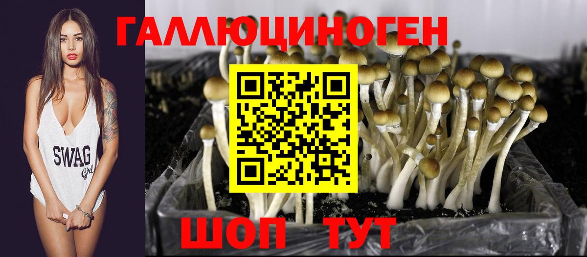 Черногорск  Псилоцибиновые грибы мицелий  Вход с VPN 